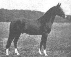 stallion Razaz 1907 ox (Arabian purebred, 1907, from Astraled 1900 ox)
