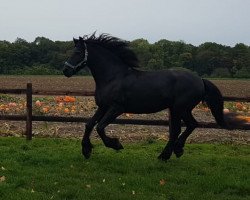 dressage horse Jelle 26 (Friese, 2003, from Otte)