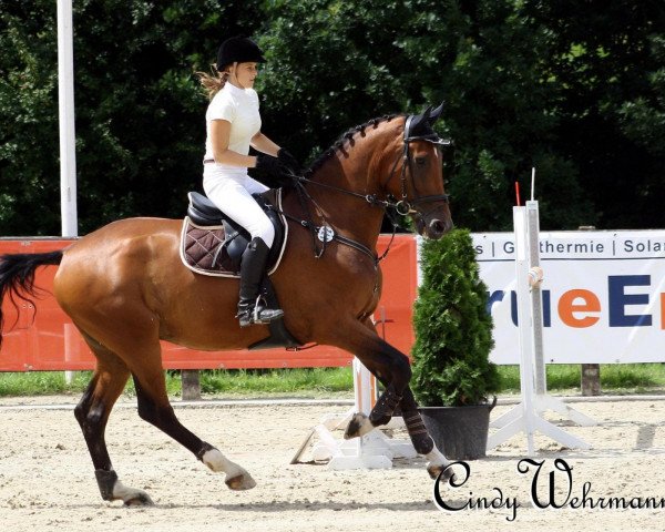 dressage horse Constantin 60 (Hanoverian, 2003, from Conteur)