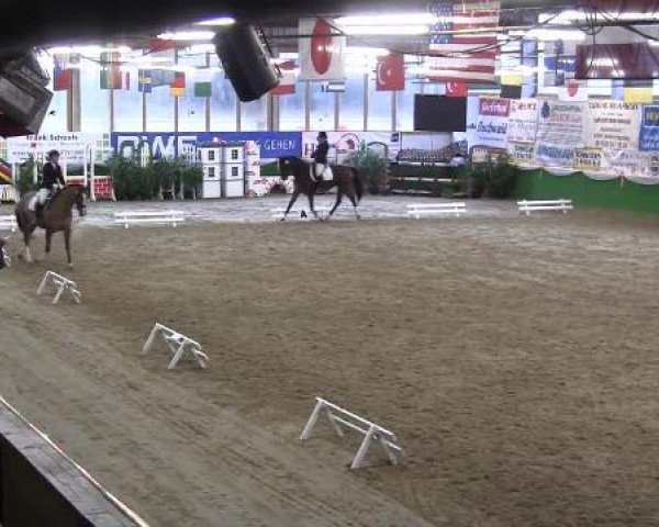 dressage horse Giacobello (Zweibrücken, 2000, from Giacomo)