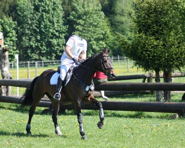 broodmare Shakira TS (Bavarian, 2002, from Laurel)