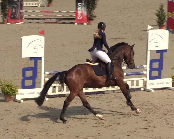 Reitturnier Westergellersen 2022