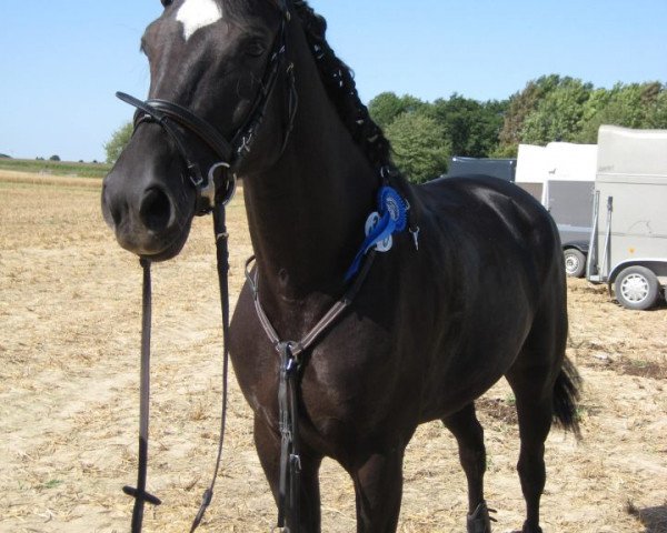 Springpferd Windorra 3 (Westfale, 2007, von Wind Dancer) Springpferd Windorra 3 (Westfale, 2007, von Wind Dancer)