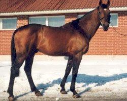 stallion Beaujolais 81 FIN (KWPN (Royal Dutch Sporthorse), 1983, from Lucky Boy xx)
