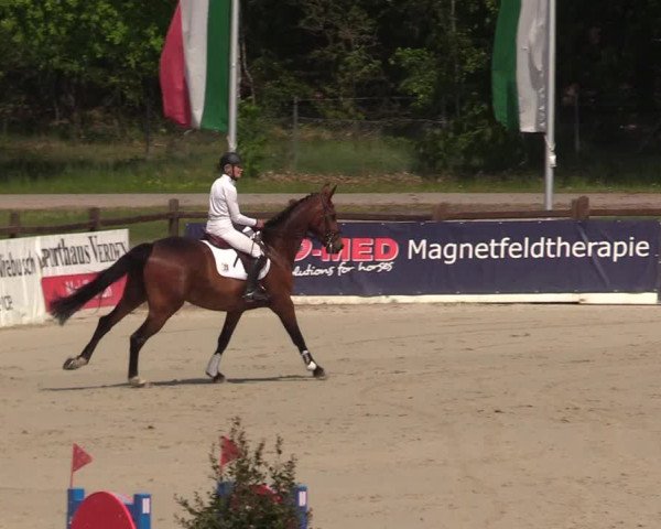 Reitturnier Westergellersen 2022