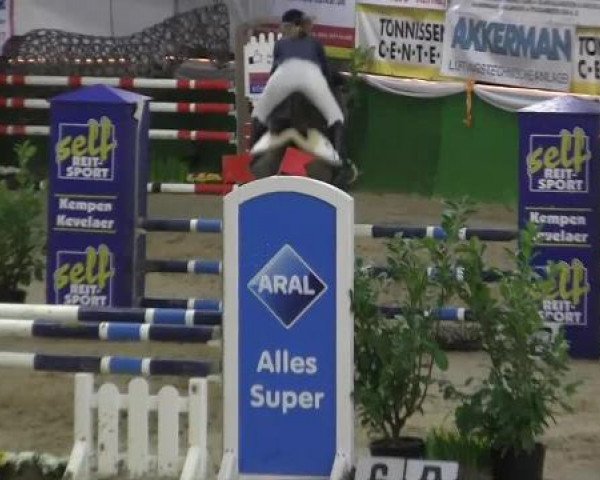 jumper Devil Dash (German Riding Pony, 2008, from Dirigent)