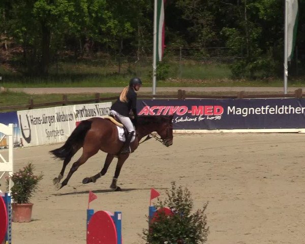 Reitturnier Westergellersen 2022
