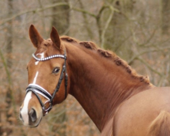 dressage horse Di Santo 5 (German Sport Horse, 2014, from Danciano)