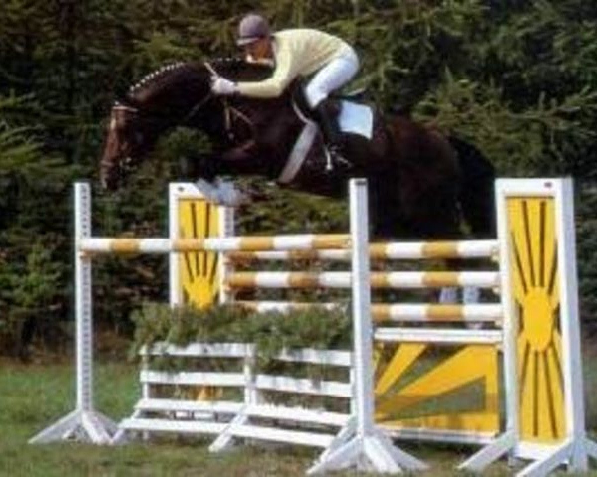 Deckhengst Drosselklang I (Hannoveraner, 1982, von Don Carlos 4088)
