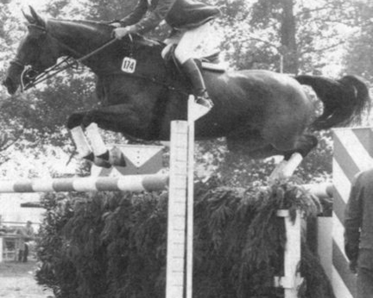 broodmare Landgraefin 10 (Holsteiner, 1970, from Ladykiller xx)