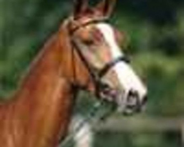 jumper Coco Mademoiselle (Hanoverian, 2003, from Cento)