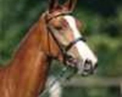 jumper Coco Mademoiselle (Hanoverian, 2003, from Cento)