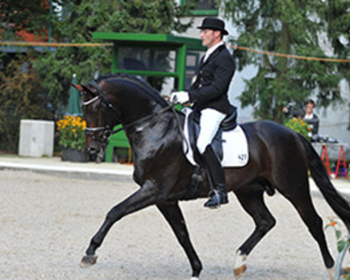 stallion Franz Joseph (Bavarian, 2005, from Florencio I)