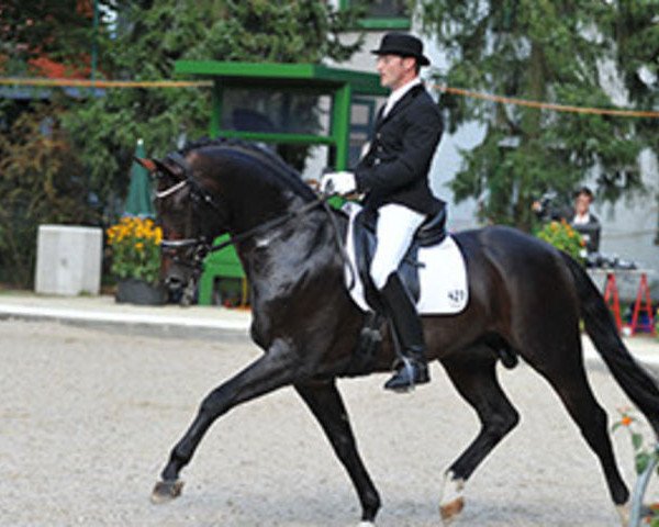 Deckhengst Franz Joseph (Bayer, 2005, von Florencio I)