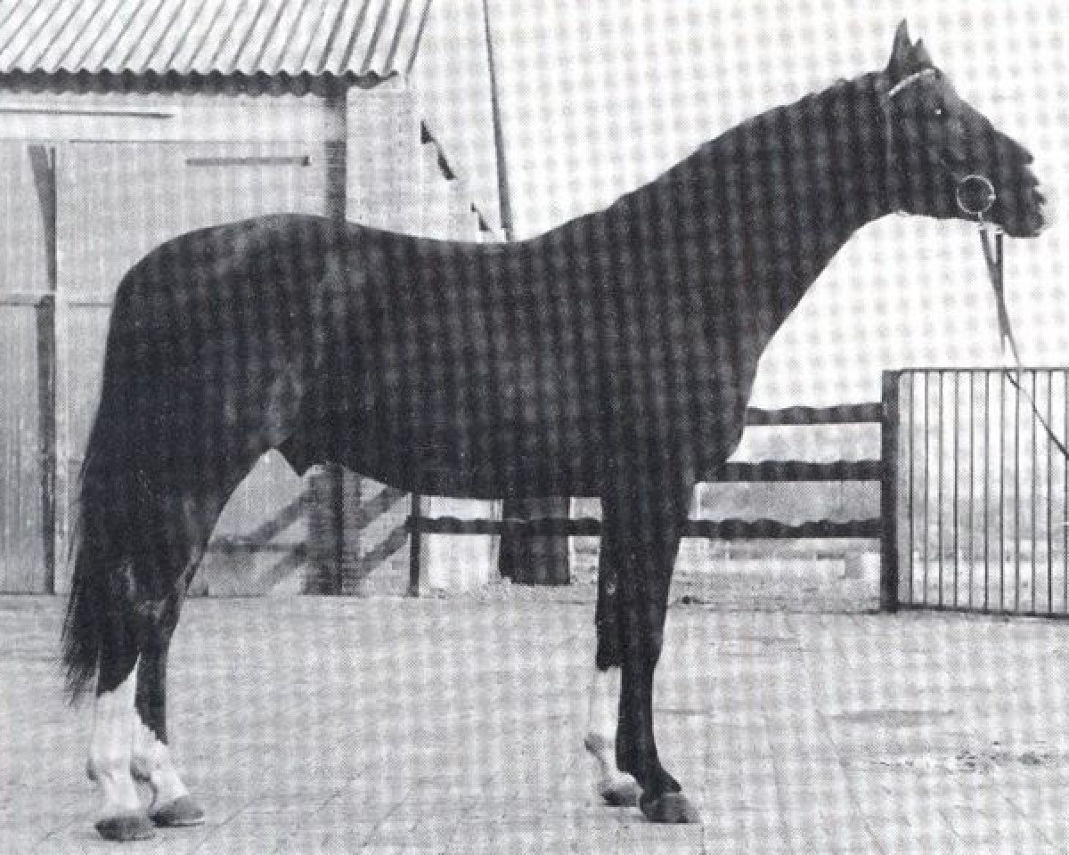 stallion Eros (Hanoverian, 1973, from Endflug)