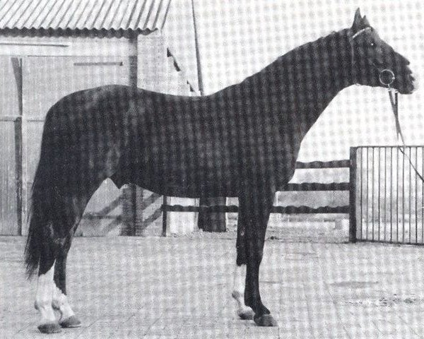 stallion Eros (Hanoverian, 1973, from Endflug)
