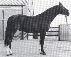 stallion Eros (Hanoverian, 1973, from Endflug)
