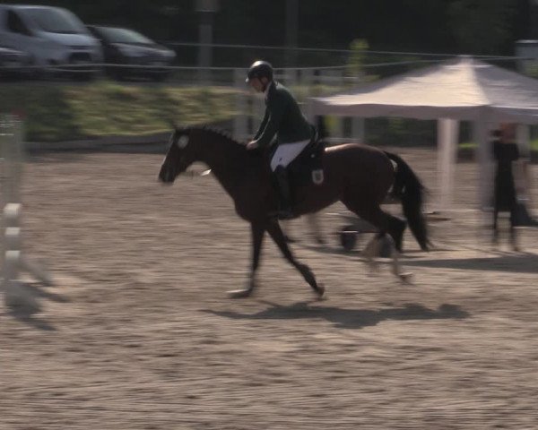 Reitturnier Lgl.-Oberhain, B95 2022