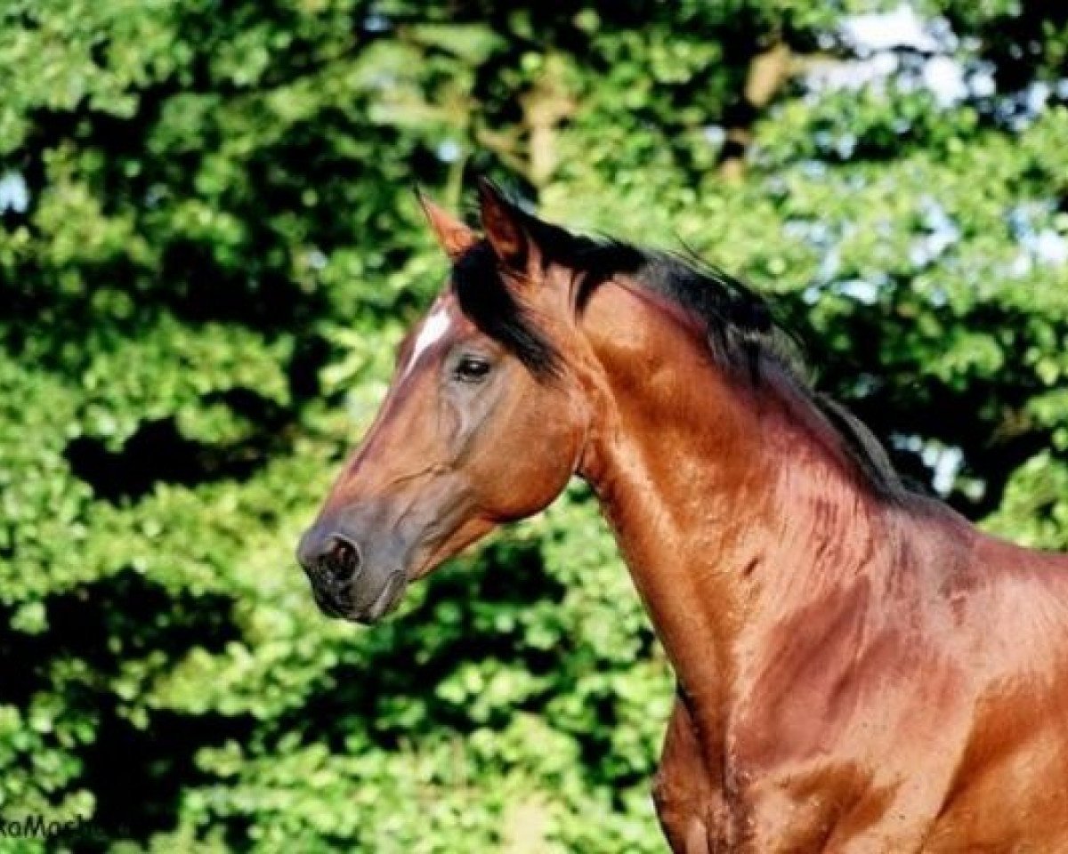 stallion Rock'n Roll (Bavarian, 1990, from Rasso)