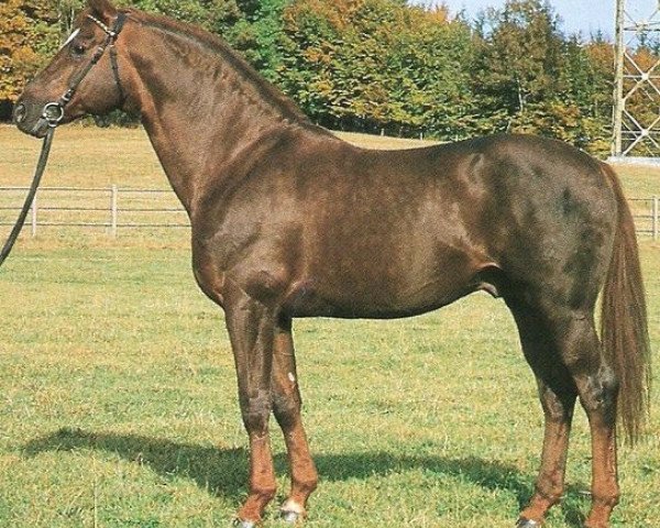 Deckhengst Korporal (Württemberger, 1978, von Kornett II)