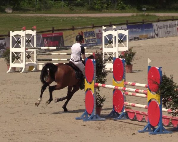 Reitturnier Westergellersen 2022