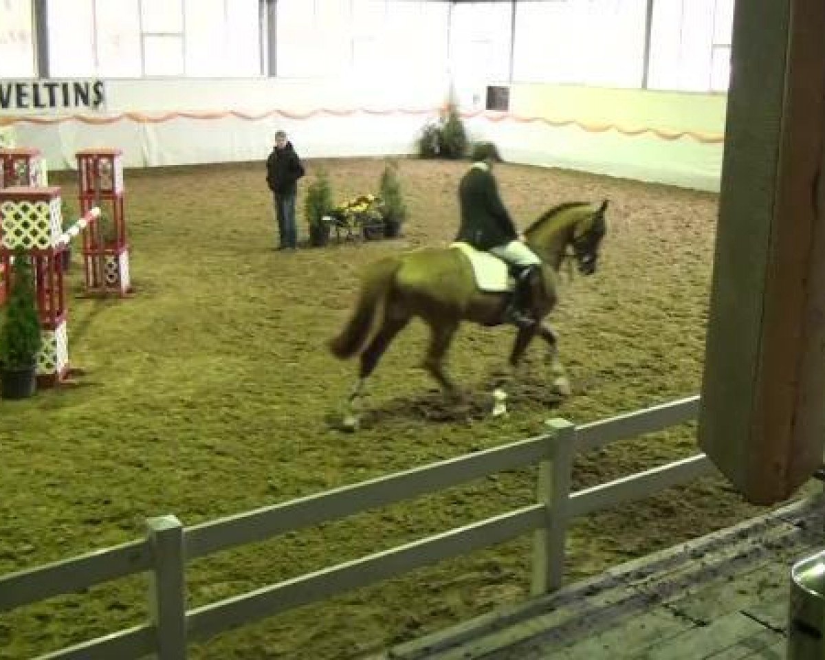 jumper Chien-Ming Wang M2S (anglo european sporthorse, 2007, from Wang Chung M2s)