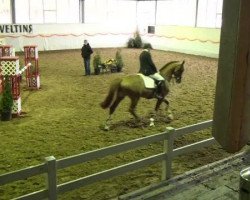 jumper Chien-Ming Wang M2S (anglo european sporthorse, 2007, from Wang Chung M2s)