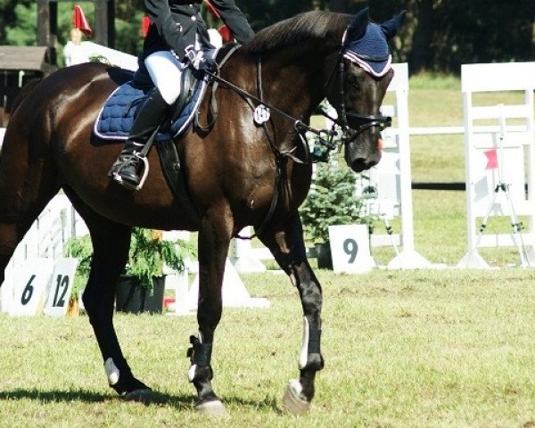 jumper Gouliver (Mecklenburg, 1998, from Gloriosus)