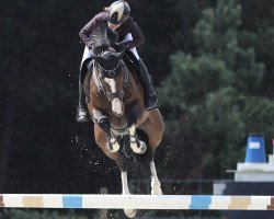 jumper Wkd Hullabalou (anglo european sporthorse, 2007, from Balou du Rouet)