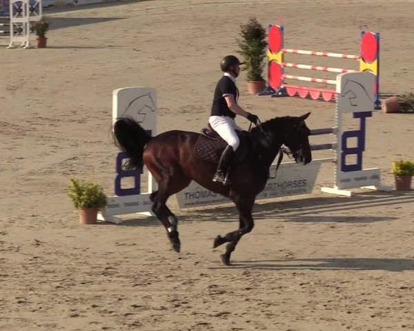 Reitturnier Westergellersen 2022