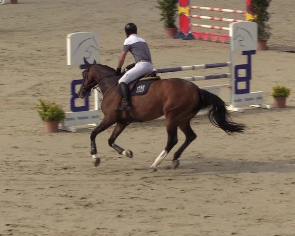 Reitturnier Westergellersen 2022