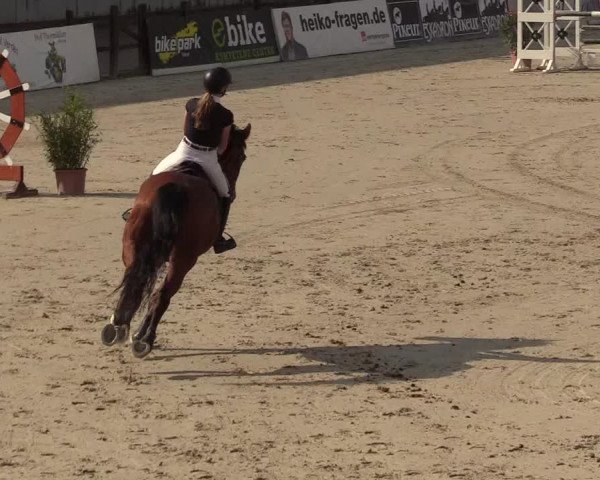 Reitturnier Westergellersen 2022
