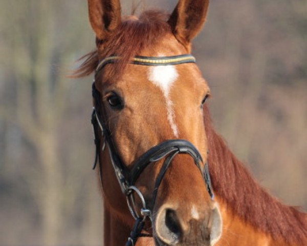 broodmare Flotte Biene 4 (Hanoverian, 2008, from Farewell III)