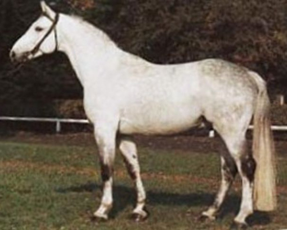 stallion Gardekuerassier (Hanoverian, 1975, from Gotthard)