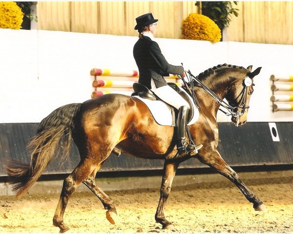 dressage horse Robbie Williams (Hanoverian, 1999, from Rosentau)