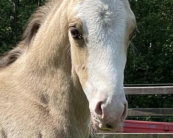 stallion Captain Dancer (German Riding Pony, 2022, from Can Dance 3)