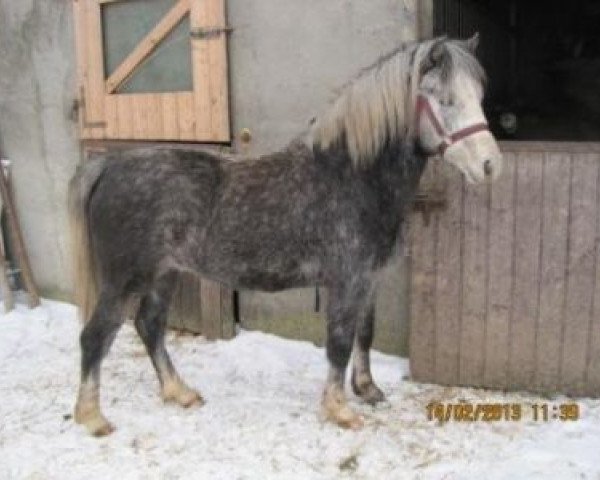 Dressurpferd Leaders Peace II (Welsh Mountain Pony (Sek.A), 2011, von Leybuchts Golden Shadow)
