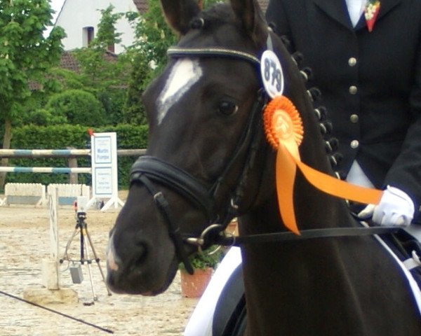 Caballo de Doma Tequila Black Sun (Poni de Monta Alemán, 2006, de Top Pepino)