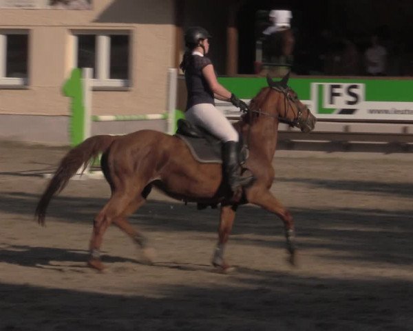 Reitturnier Lgl.-Oberhain, B95 2022