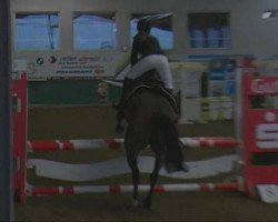 jumper Camina 22 (Westphalian, 2008, from Captain Fire)
