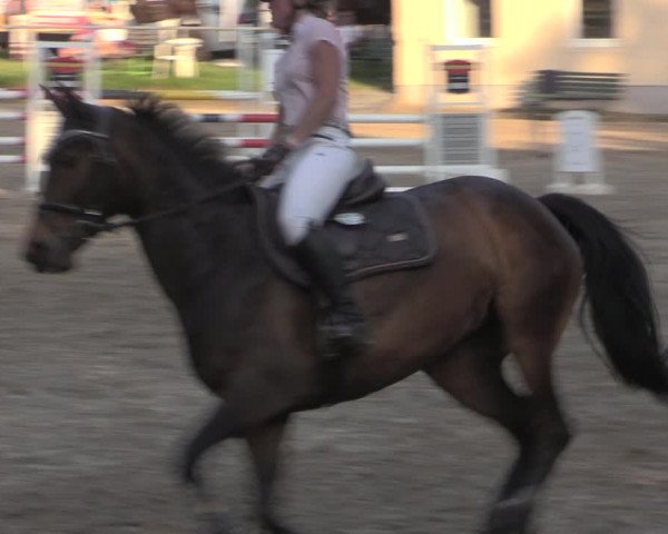 Reitturnier Lgl.-Oberhain, B95 2022