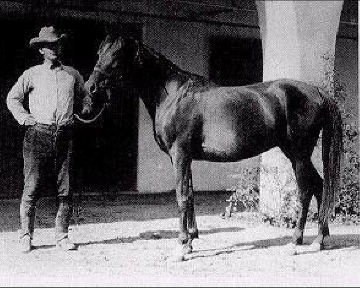 broodmare Farasin ox (Arabian purebred, 1920, from Rasim 1906 ox)