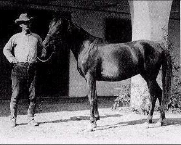 broodmare Farasin ox (Arabian purebred, 1920, from Rasim 1906 ox)