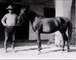 broodmare Farasin ox (Arabian purebred, 1920, from Rasim 1906 ox)