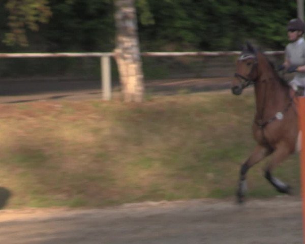 Reitturnier Lgl.-Oberhain, B95 2022