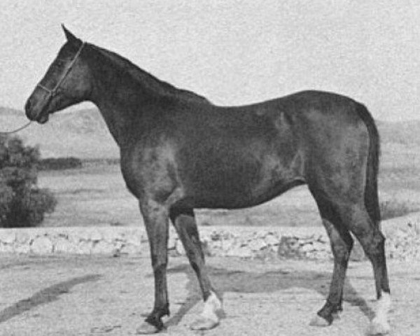 broodmare Narasa ox (Arabian purebred, 1932, from Nasik 1908 ox)