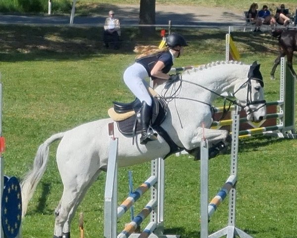 jumper Coolman (Holsteiner, 2005, from Colman)