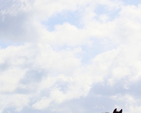 broodmare Starpower Lillian (German Riding Pony, 2019, from Mahrdorf Grenadir)