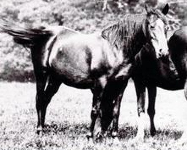 broodmare Riada 1904 ox (Arabian purebred, 1904, from Mesaoud 1887 RAS) broodmare Riada 1904 ox (Arabian purebred, 1904, from Mesaoud 1887 RAS)