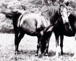 broodmare Riada 1904 ox (Arabian purebred, 1904, from Mesaoud 1887 RAS)